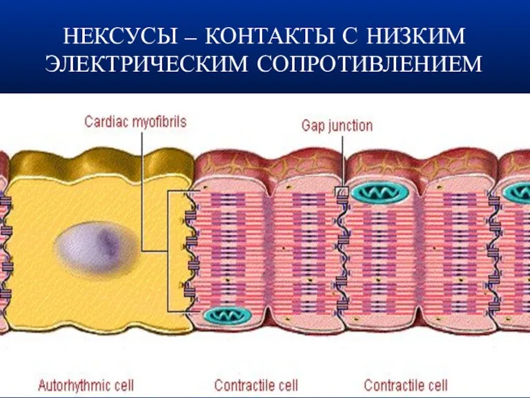 НЕКСУСЫ – КОНТАКТЫ С НИЗКИМ ЭЛЕКТРИЧЕСКИМ СОПРОТИВЛЕНИЕМ