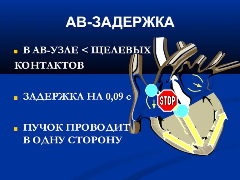 АВ-ЗАДЕРЖКА В АВ-УЗЛЕ КОНТАКТОВ ЗАДЕРЖКА НА 0,09 с ПУЧОК ПРОВОДИТ В ОДНУ СТОРОНУ