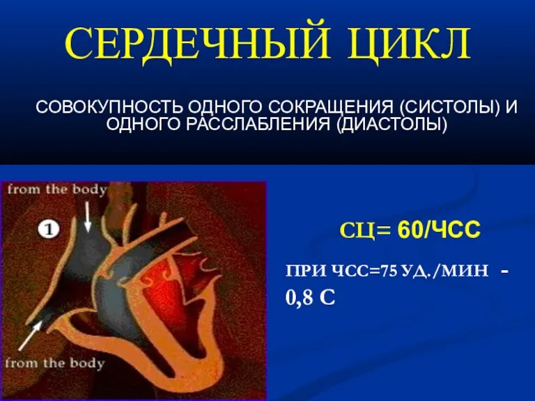 СЕРДЕЧНЫЙ ЦИКЛ СОВОКУПНОСТЬ ОДНОГО СОКРАЩЕНИЯ (СИСТОЛЫ) И ОДНОГО РАССЛАБЛЕНИЯ (ДИАСТОЛЫ)