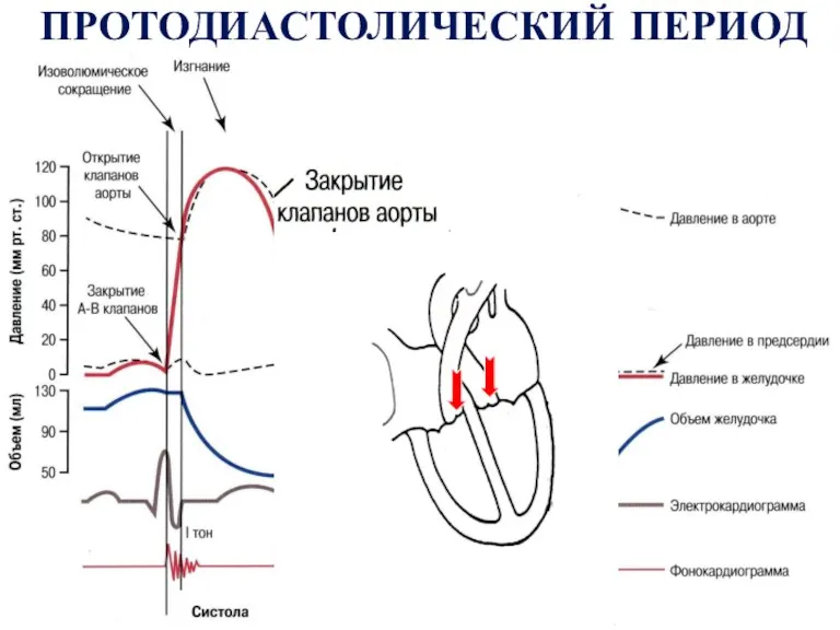 ПРОТОДИАСТОЛИЧЕСКИЙ ПЕРИОД