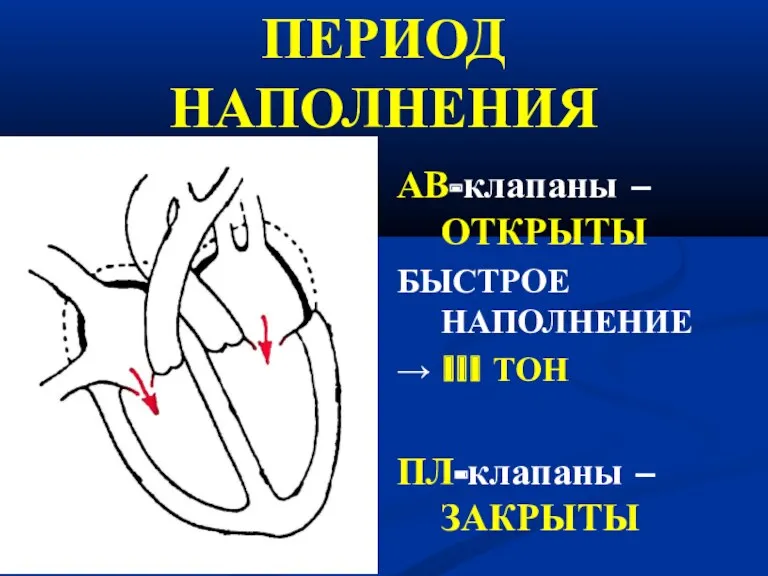 ПЕРИОД НАПОЛНЕНИЯ АВ-клапаны – ОТКРЫТЫ БЫСТРОЕ НАПОЛНЕНИЕ → III ТОН ПЛ-клапаны – ЗАКРЫТЫ