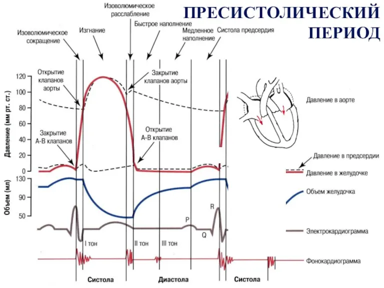 ПРЕСИСТОЛИЧЕСКИЙ ПЕРИОД