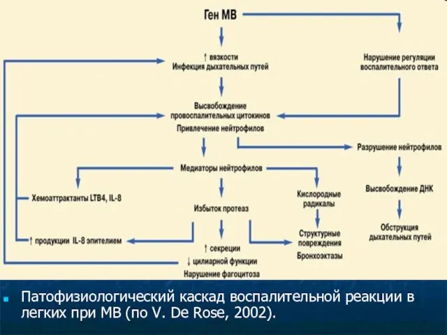 Патофизиологический каскад воспалительной реакции в легких при МВ (по V. De Rose, 2002).