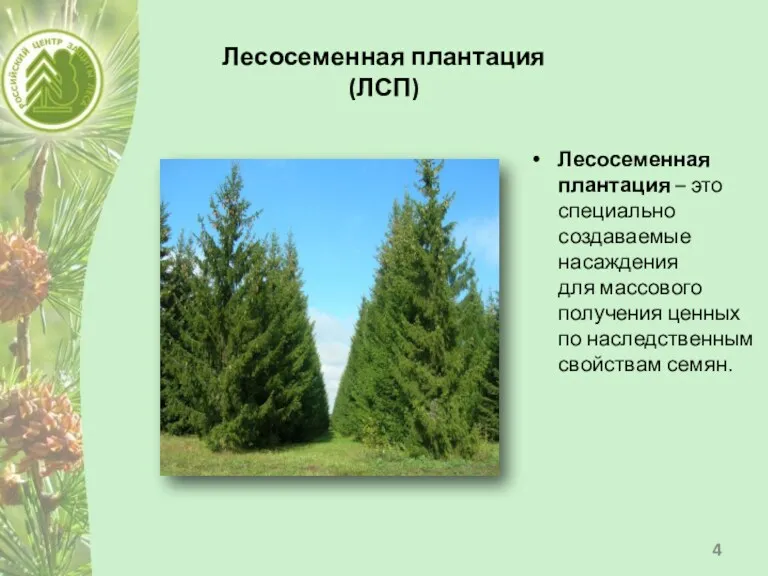 Лесосеменная плантация (ЛСП) Лесосеменная плантация – это специально создаваемые насаждения