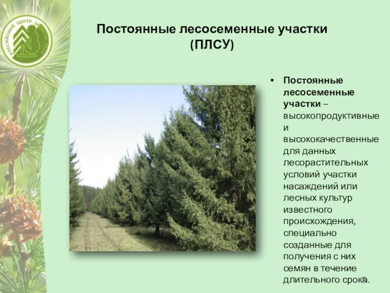 Постоянные лесосеменные участки (ПЛСУ) Постоянные лесосеменные участки – высокопродуктивные и