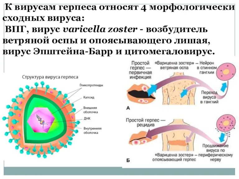 К вирусам герпеса относят 4 морфологически сходных вируса: ВПГ, вирус varicella zoster -