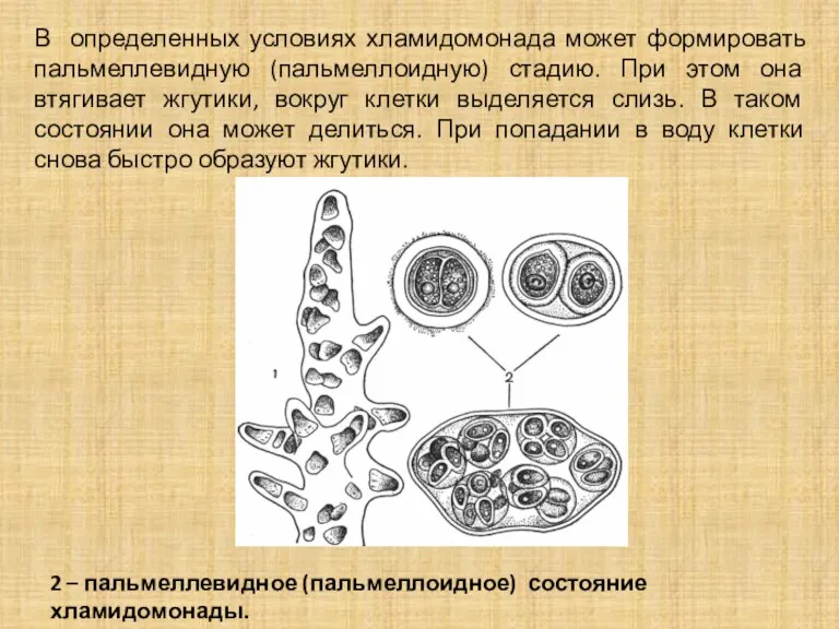 В определенных условиях хламидомонада может формировать пальмеллевидную (пальмеллоидную) стадию. При