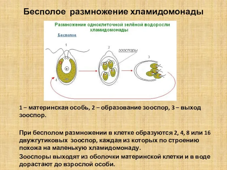 Бесполое размножение хламидомонады 1 – материнская особь, 2 – образование