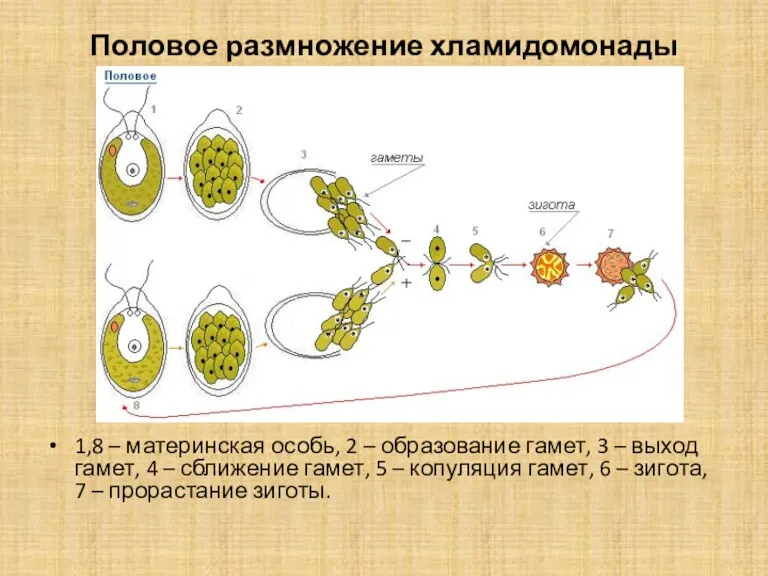 Половое размножение хламидомонады 1,8 – материнская особь, 2 – образование