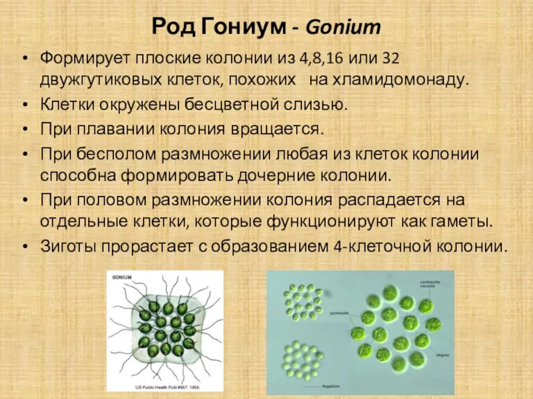 Род Гониум - Gonium Формирует плоские колонии из 4,8,16 или