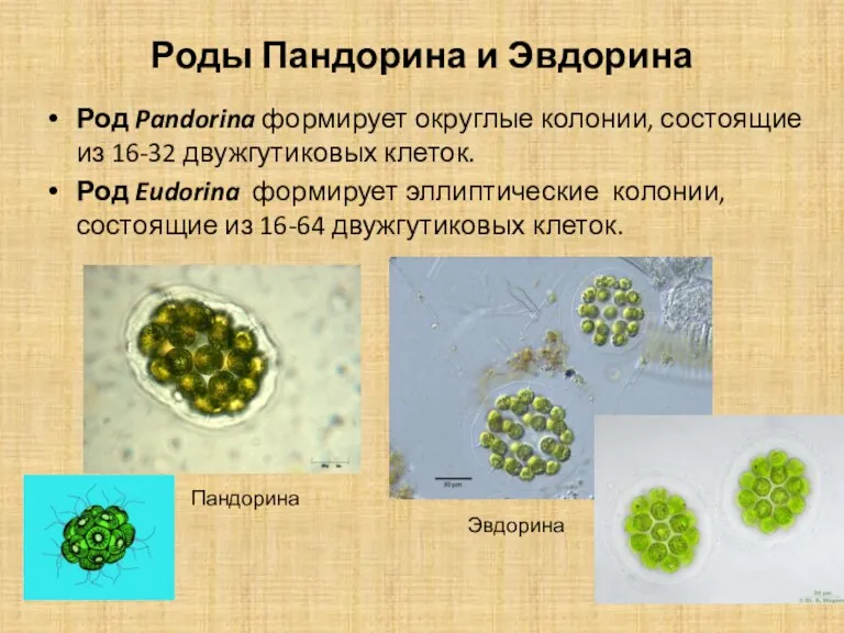 Роды Пандорина и Эвдорина Род Pandorina формирует округлые колонии, состоящие
