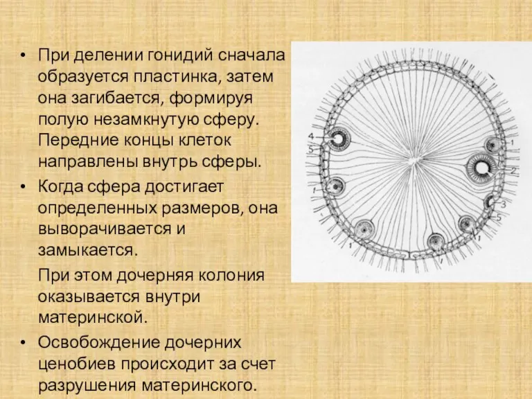 При делении гонидий сначала образуется пластинка, затем она загибается, формируя