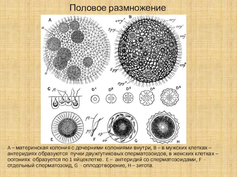 Половое размножение A – материнская колония с дочерними колониями внутри,