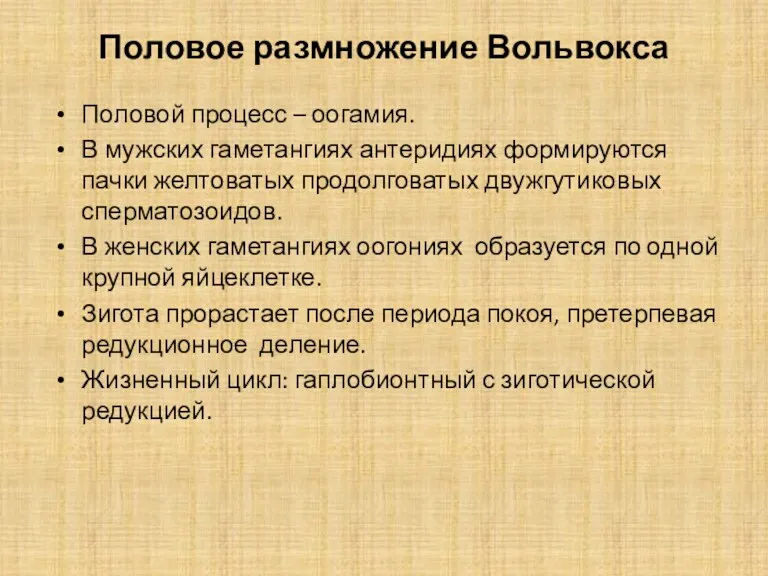 Половое размножение Вольвокса Половой процесс – оогамия. В мужских гаметангиях