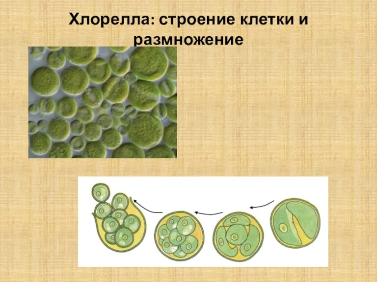 Хлорелла: строение клетки и размножение