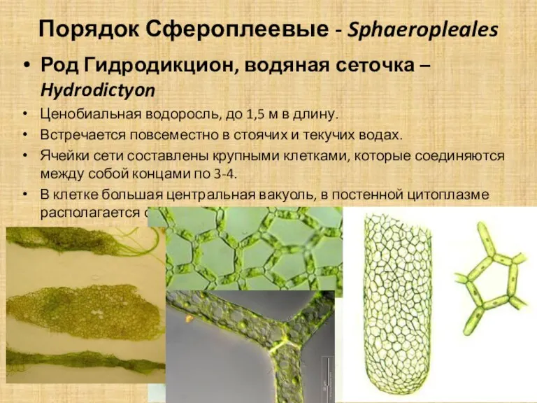 Порядок Сфероплеевые - Sphaeropleales Род Гидродикцион, водяная сеточка – Hydrodictyon