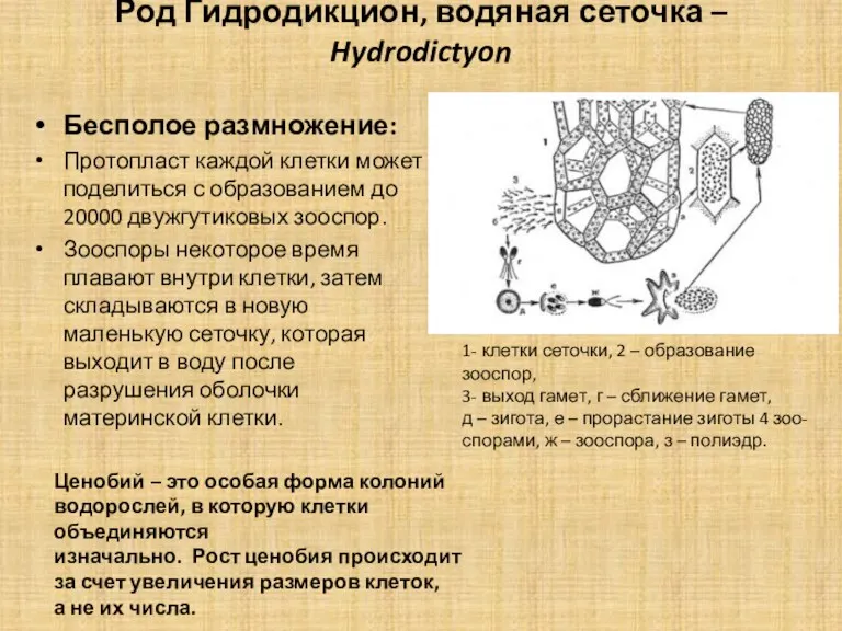 Род Гидродикцион, водяная сеточка – Hydrodictyon Бесполое размножение: Протопласт каждой