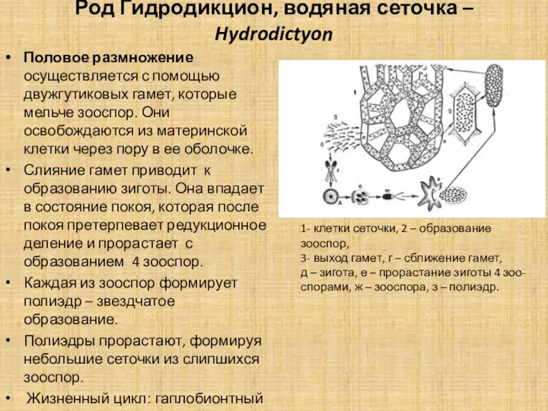 Род Гидродикцион, водяная сеточка – Hydrodictyon Половое размножение осуществляется с