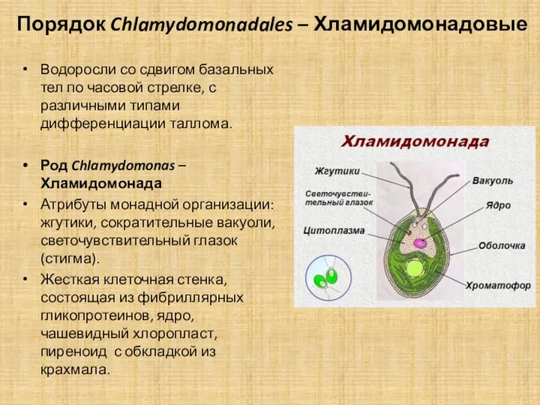 Порядок Chlamydomonadales – Хламидомонадовые Водоросли со сдвигом базальных тел по