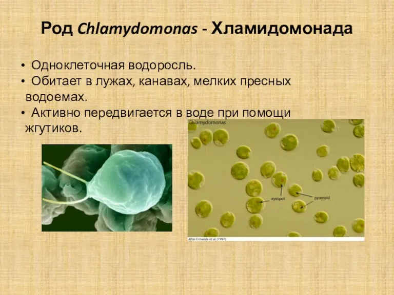 Род Chlamydomonas - Хламидомонада Одноклеточная водоросль. Обитает в лужах, канавах,