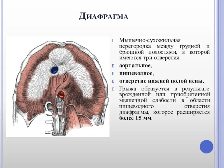 Диафрагма Мышечно-сухожильная перегородка между грудной и брюшной полостями, в которой