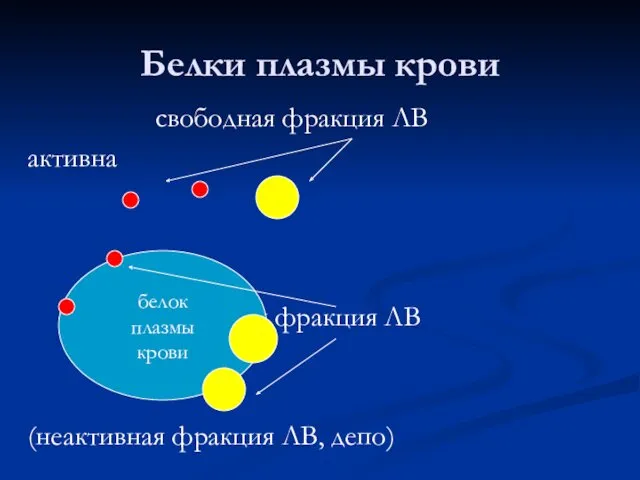 Белки плазмы крови свободная фракция ЛВ активна связанная фракция ЛВ