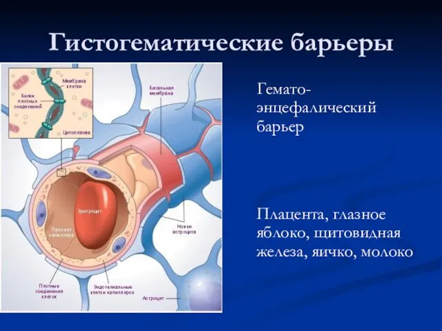 Гистогематические барьеры Гемато-энцефалический барьер Плацента, глазное яблоко, щитовидная железа, яичко, молоко
