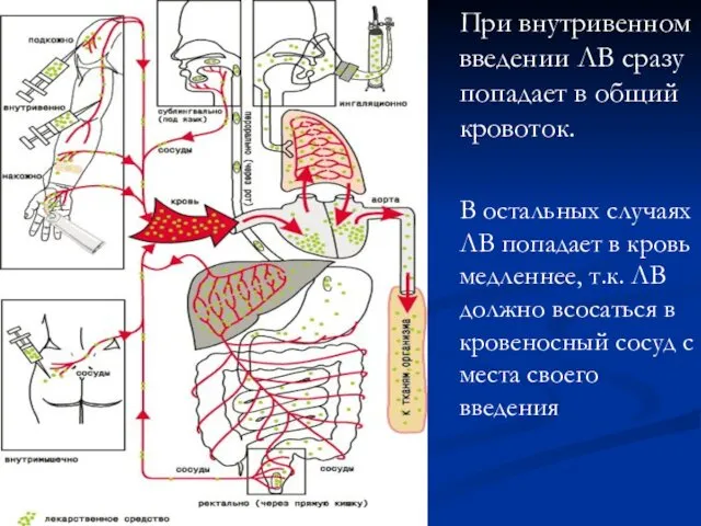 При внутривенном введении ЛВ сразу попадает в общий кровоток. В остальных случаях ЛВ