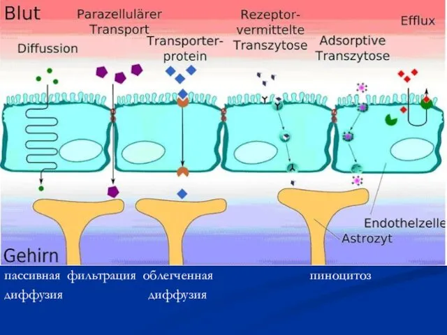 Пассивная диффузия – по градиенту концентрации пассивная фильтрация облегченная пиноцитоз диффузия диффузия