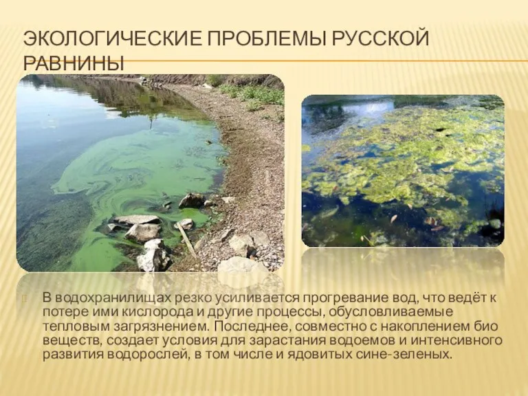 ЭКОЛОГИЧЕСКИЕ ПРОБЛЕМЫ РУССКОЙ РАВНИНЫ В водохранилищах резко усиливается прогревание вод,