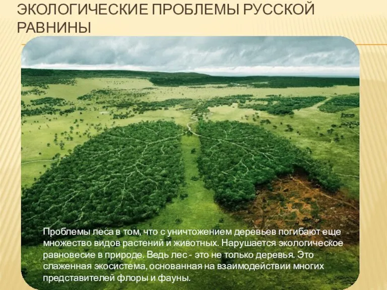 ЭКОЛОГИЧЕСКИЕ ПРОБЛЕМЫ РУССКОЙ РАВНИНЫ Проблемы леса в том, что с