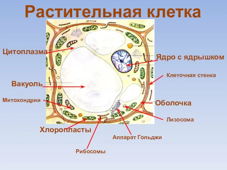 Оболочка Цитоплазма Вакуоль Ядро с ядрышком Хлоропласты Растительная клетка Митохондрии Аппарат Гольджи Лизосома Клеточная стенка Рибосомы