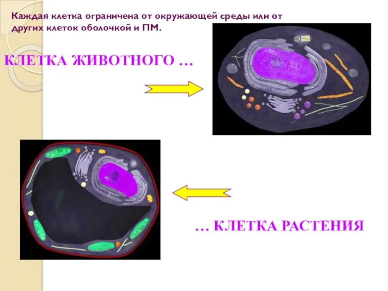 КЛЕТКА ЖИВОТНОГО … … КЛЕТКА РАСТЕНИЯ Каждая клетка ограничена от окружающей среды или