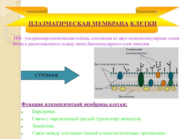 ПМ– ультрамикроскопическая плёнка, состоящая из двух мономолекулярных слоев белка и расположенного между ними