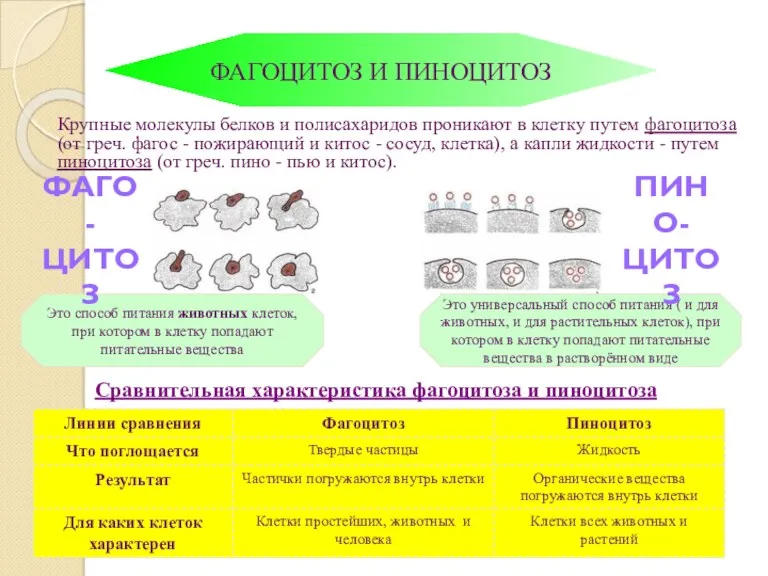 Сравнительная характеристика фагоцитоза и пиноцитоза ФАГОЦИТОЗ И ПИНОЦИТОЗ Крупные молекулы белков и полисахаридов