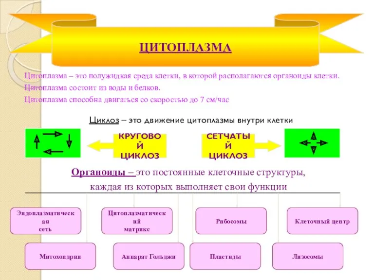 Цитоплазма – это полужидкая среда клетки, в которой располагаются органоиды клетки. Цитоплазма состоит