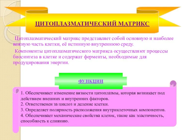 Цитоплазматический матрикс представляет собой основную и наиболее важную часть клетки,