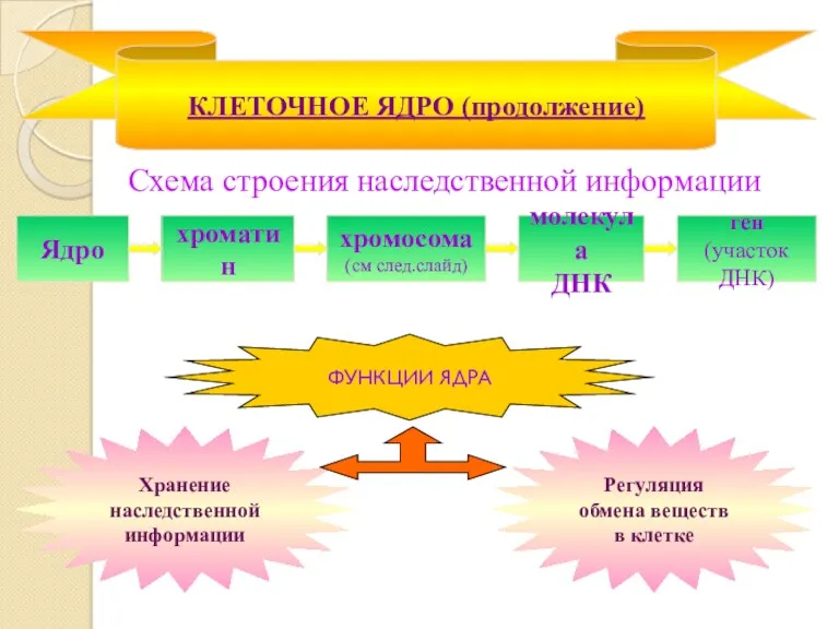 Схема строения наследственной информации КЛЕТОЧНОЕ ЯДРО (продолжение) Ядро хроматин хромосома (см след.слайд) молекула