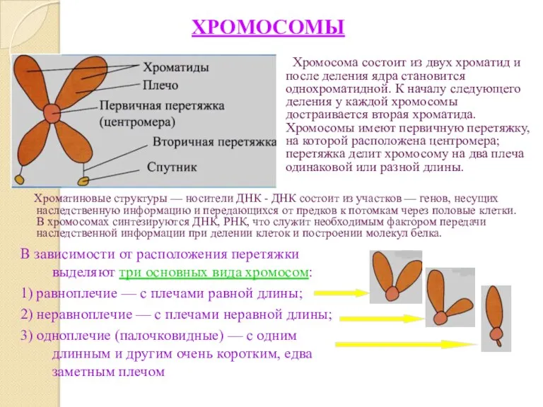 Хромосома состоит из двух хроматид и после деления ядра становится