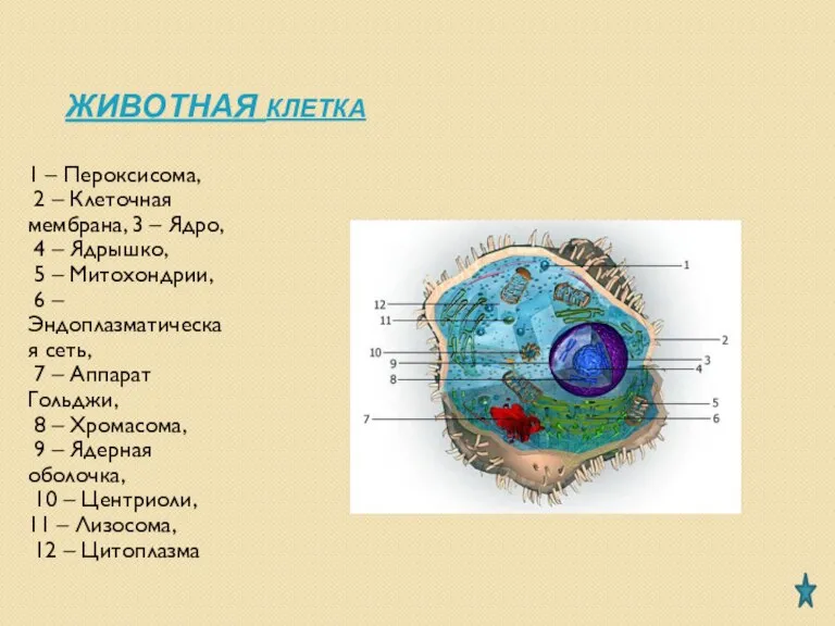 ЖИВОТНАЯ КЛЕТКА 1 – Пероксисома, 2 – Клеточная мембрана, 3