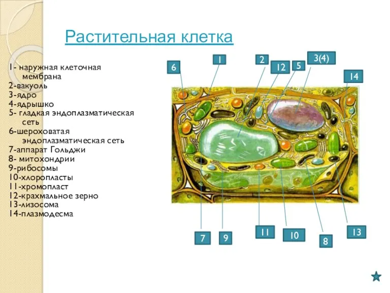 Растительная клетка 1- наружная клеточная мембрана 2-вакуоль 3-ядро 4-ядрышко 5-