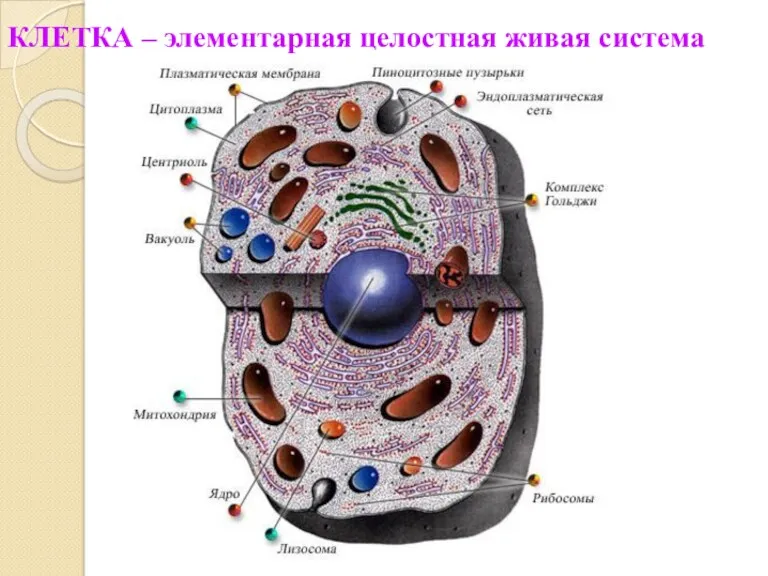 КЛЕТКА – элементарная целостная живая система