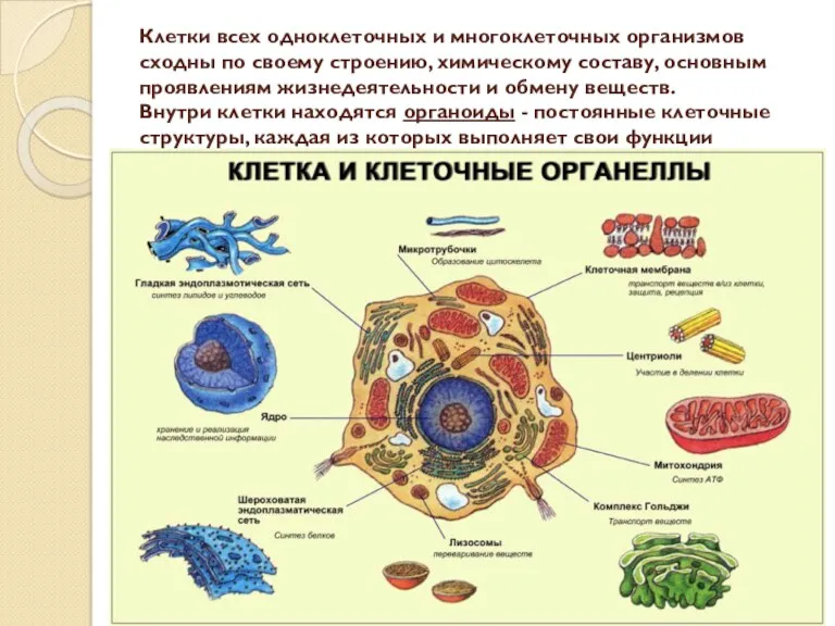 Клетки всех одноклеточных и многоклеточных организмов сходны по своему строению, химическому составу, основным