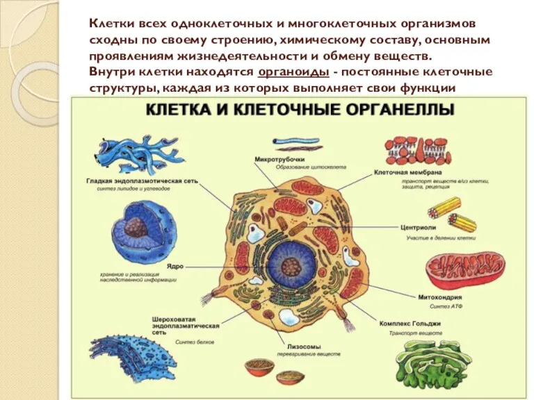 Клетки всех одноклеточных и многоклеточных организмов сходны по своему строению,