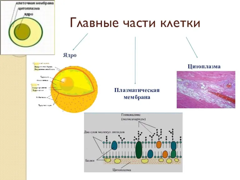 Главные части клетки Ядро Плазматическая мембрана Цитоплазма