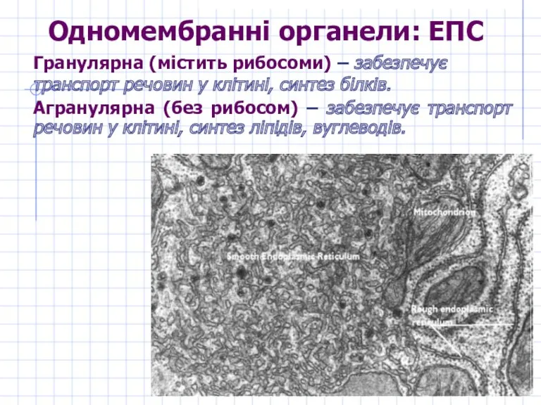 Одномембранні органели: ЕПС Гранулярна (містить рибосоми) – забезпечує транспорт речовин у клітині, синтез
