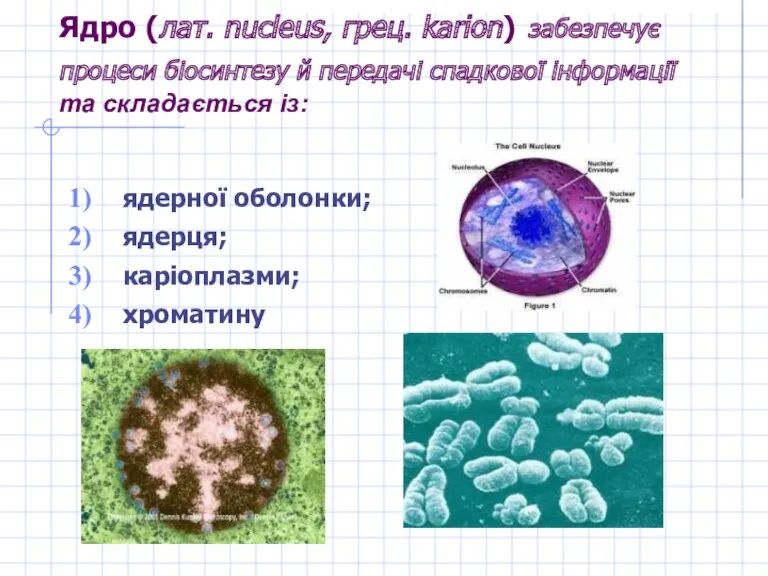Ядро (лат. nucleus, грец. karion) забезпечує процеси біосинтезу й передачі спадкової інформації та