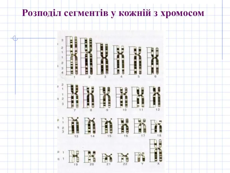 Розподіл сегментів у кожній з хромосом