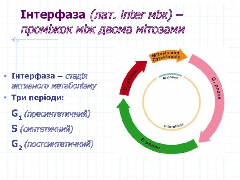 Інтерфаза (лат. іnter між) – проміжок між двома мітозами Інтерфаза