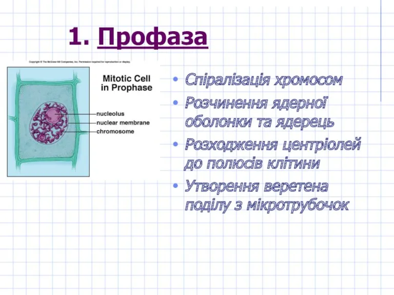 1. Профаза Спіралізація хромосом Розчинення ядерної оболонки та ядерець Розходження центріолей до полюсів